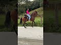 la mamá de los pollitos - Joan Sebastian