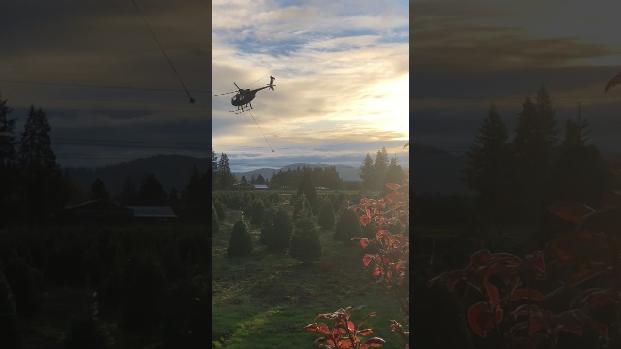 Christmas Tree Helicopter Harvest || ViralHog - YouTube
