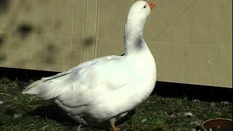 Proč jsou divoké husy dobrými letci?