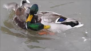 Mallards Fighting in Toronto