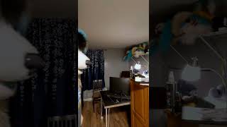 Perfect Fursuit Loop #furries #youtubeshorts