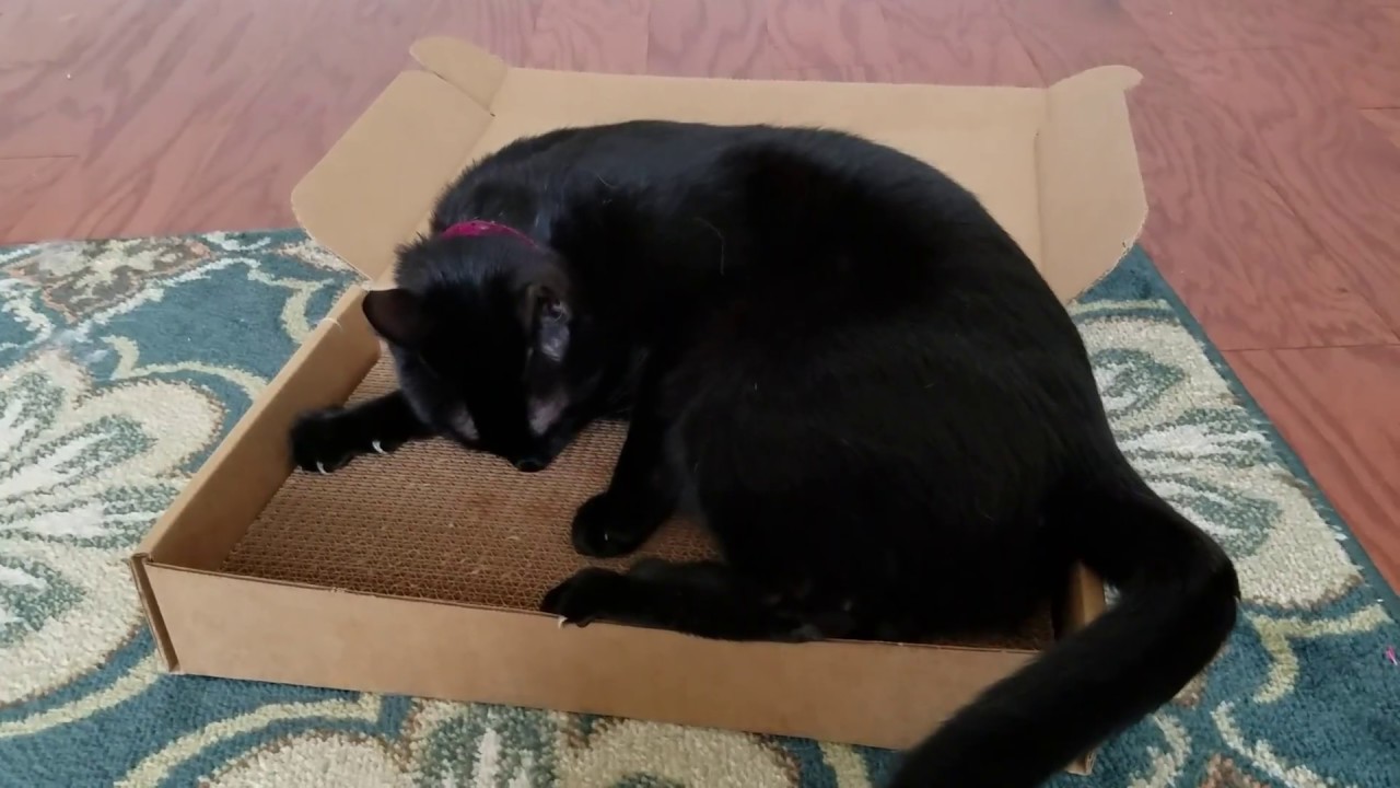 Vladimir and his Cat Connection Scratcher Box & Bed!