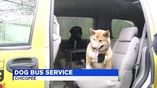 'Bark Bus' helping get pups to doggie daycare