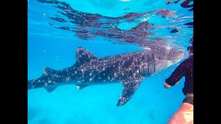 Snorkeling With Whale Sharks In Oslob Fun Group Cebu