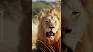 Sad Lion, Auman Sedih Singa Kehilangan Keluarganya