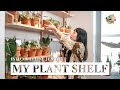 My Plant Shelf Set up - Plant Styling Tips, Ikea Plant Shelf, Grow Lighting & More 【ep 01】