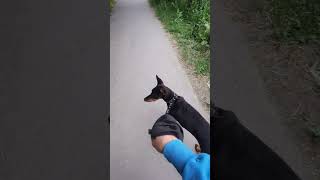 Тянет( #дрессировкащенка #doberman #животные