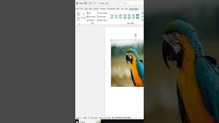 Cmo Quitar El Fondo De Una Imagen En Microsoft Word  quita Fondos Como Un Experto Con Word 