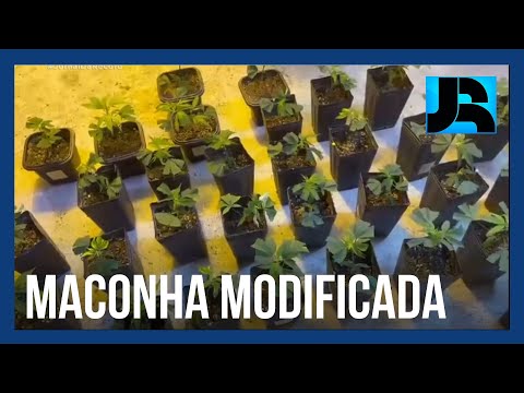 Vídeo: O que é uma droga geneticamente modificada?