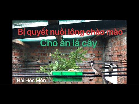 Kỹ thuật nuôi chào mào thay lông.