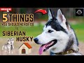 5 Things You Should Never Do To Your Siberian Husky | The Fame Files #siberianhusky