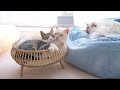 【保護仔猫の日常】兄猫にくっついて離れたくない仔猫。