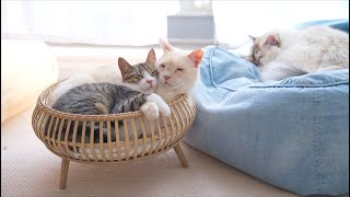 【保護仔猫の日常】兄猫にくっついて離れたくない仔猫。