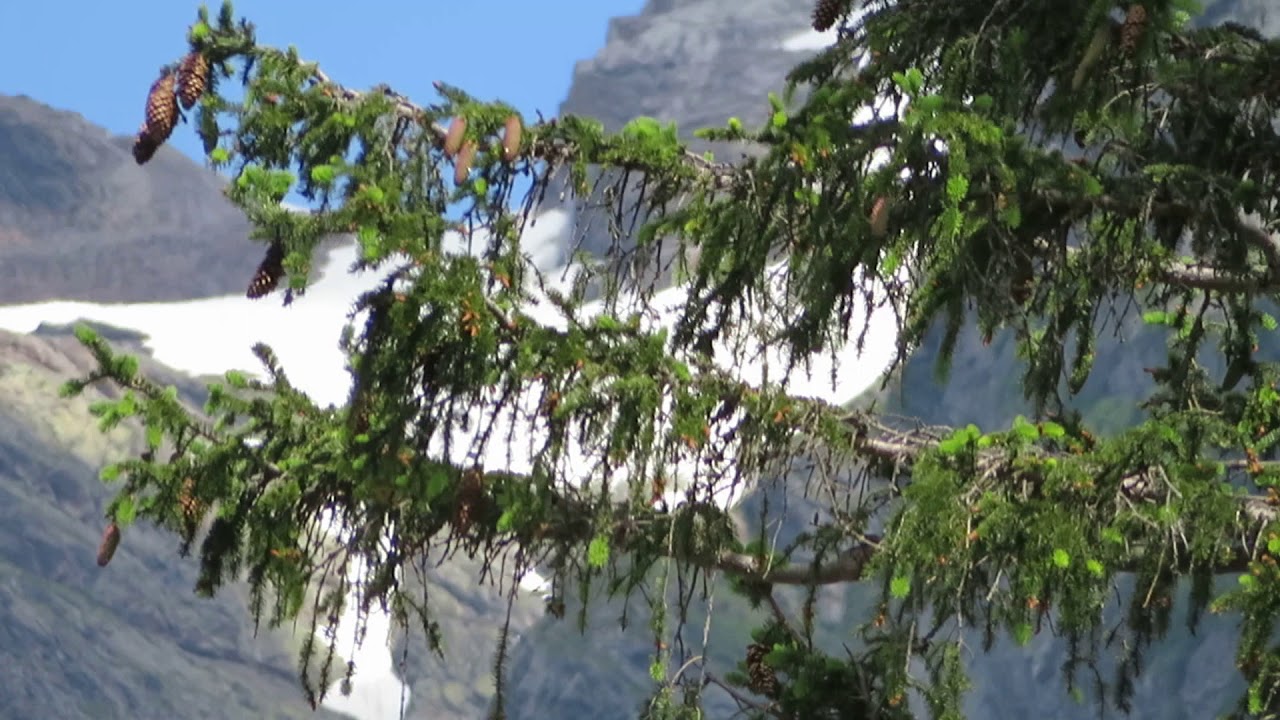 Maderanertal / Chärstelebach 9.6.2018