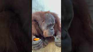 Intelligent ape unwraps a straw and drinks juice #funny #animal #shorts | October 11, 2023