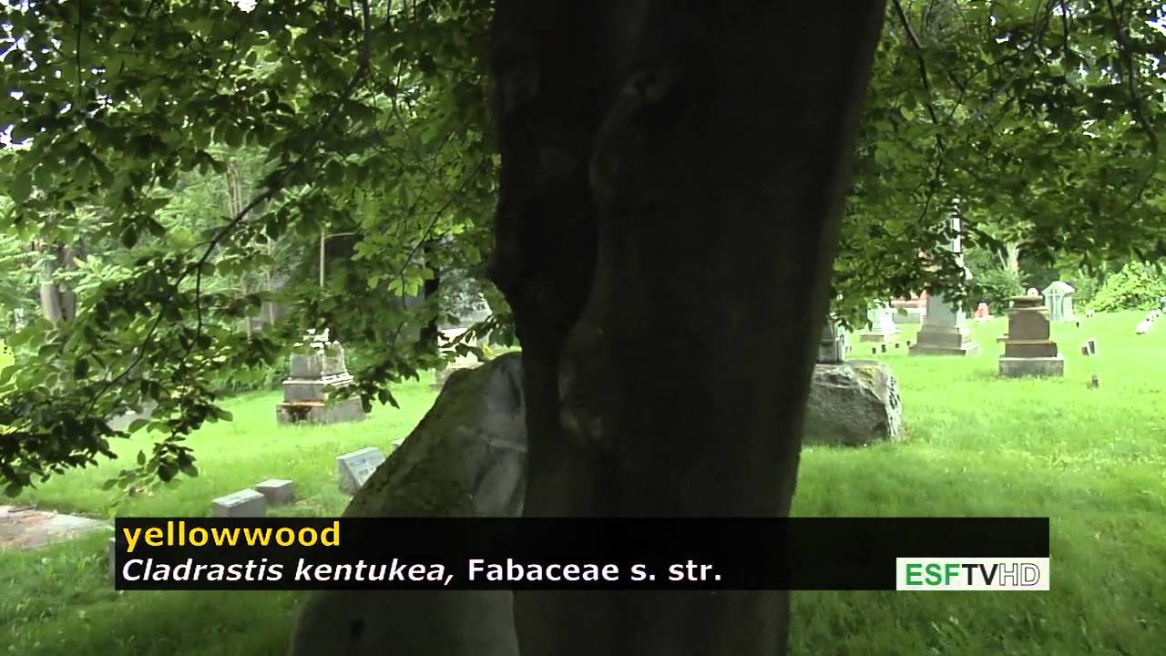 Trees with Don Leopold - yellowwood