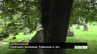 Trees with Don Leopold - yellowwood