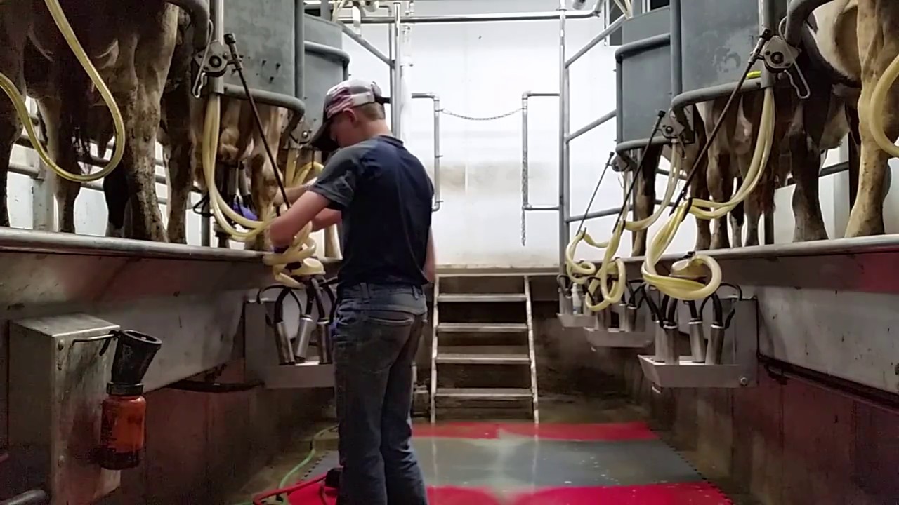 camera iphone 8 plus apk Milking the cows