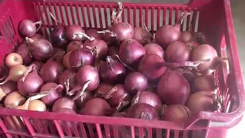 Kdy začít sklízet cibuli?