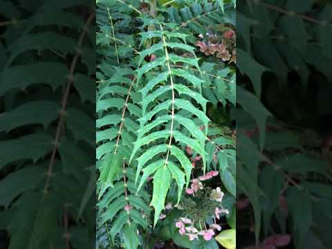 Video: Mahonia de hoja de cuero en jardines - Consejos para cultivar plantas de Mahonia de hoja de cuero
