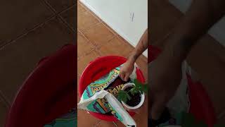 Cloning Made Easy Step 2. Clone Transplanting- From Grow Block To Solo Cup.