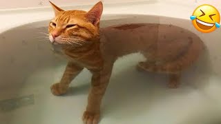 : The ULTIMATE Cat and Dog Videos! | FUNNIEST Pets