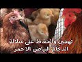 الحفاظ على سلالة الدجاج البياض الاحمر