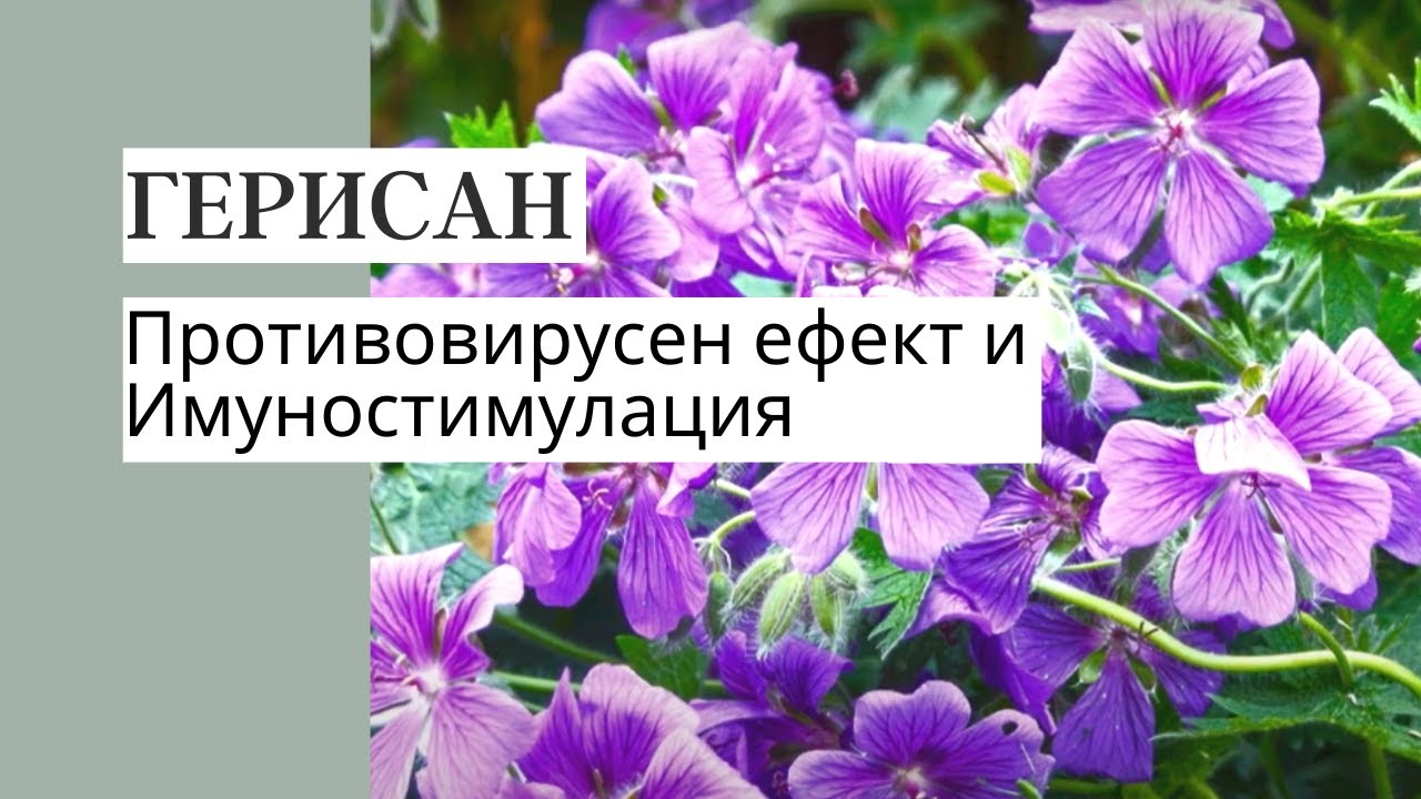 Имунитет и здраве с Герисан | Gerissan | Доктор Велев - YouTube