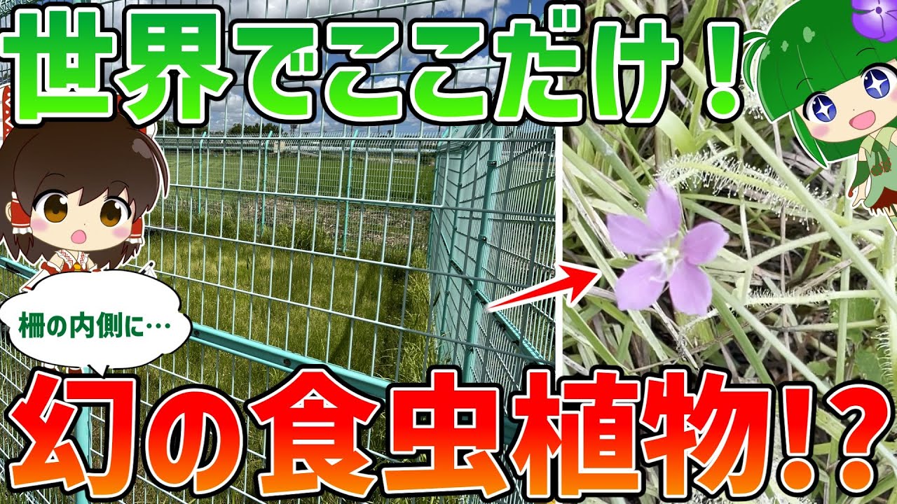 食虫植物　4種種7株 食虫植物 - Wikipedia