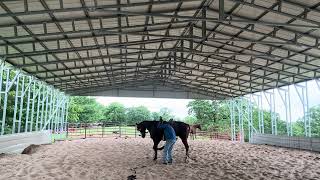 Big Stitch at 47 rides. I think his light is coming on.  Watch him lay down for me to get on. 