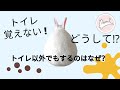 うさぎ トイレを覚えない原因＆解決策