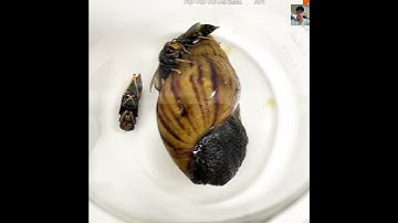 ốc sên chiến đâu với kiến lữa