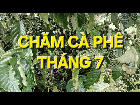 Chăm sóc cà phê trong tháng 7. MV Nhân Trí 2023 mới nhất Chăm sóc cà phê trong tháng 7. MV Nhân Trí 2023 mới nhất