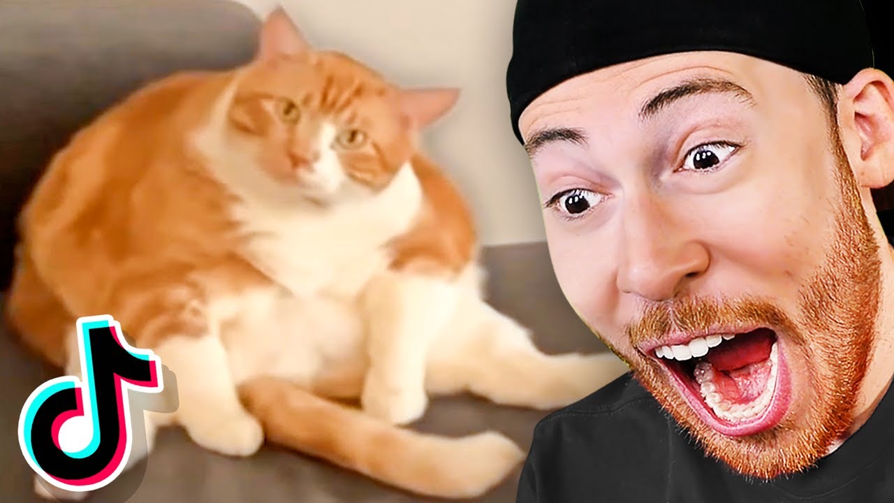 The MOST Wholesome and FUNNY Animal TikToks YouTube