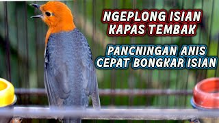 anis merah gacor isian kapas tembak ampuh untuk PANCINGAN ANIS MERAH BIAR GACOR