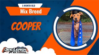 5 Month Old Mixed Breed Puppy Transformation | Cooper's 2 Week Board & Train | Off Leash K9