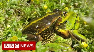 The mission to restore an Australian wetland - BBC News