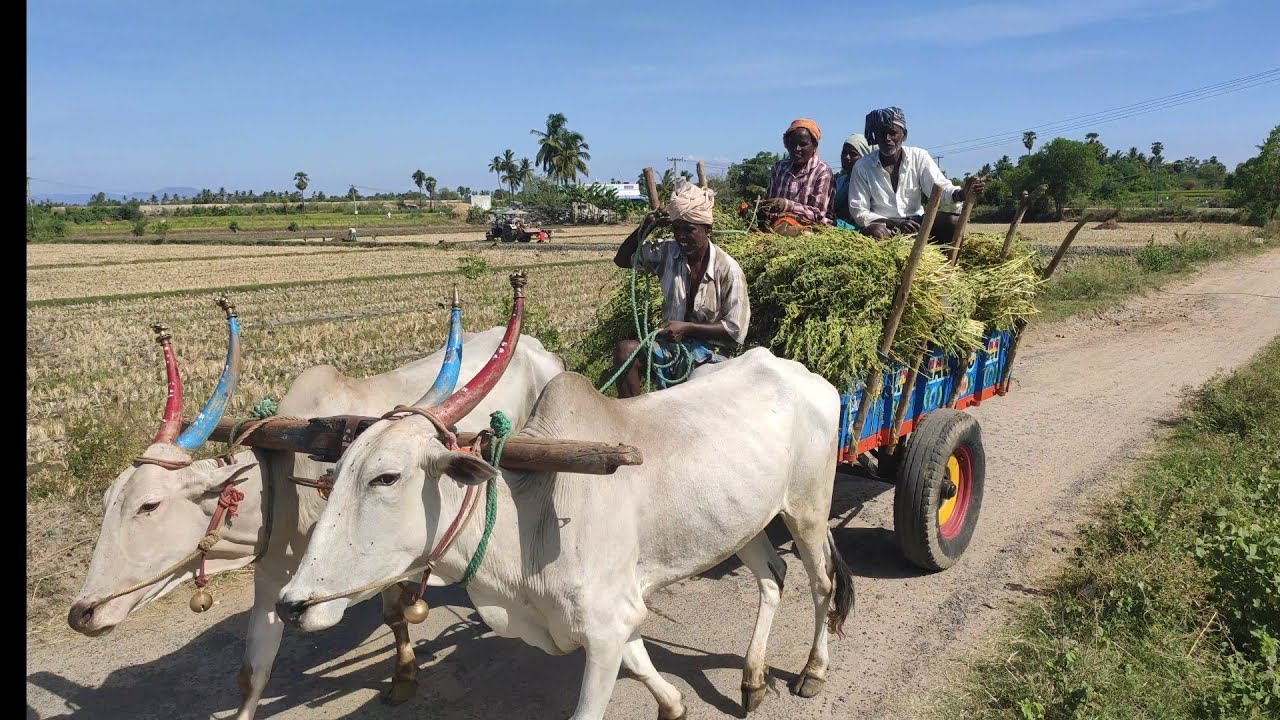 #Bullockcart