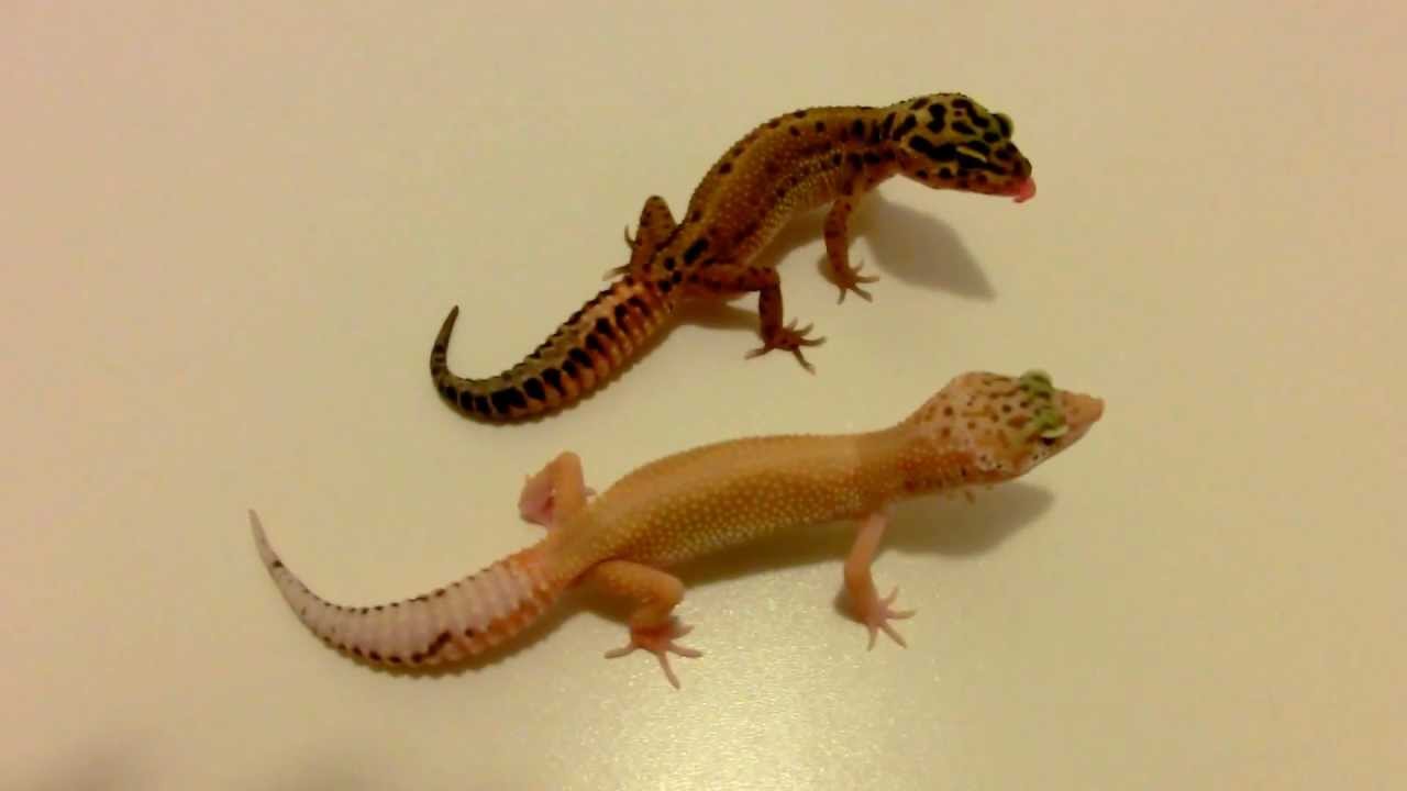 reptile city red stripes