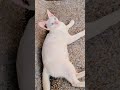 Baby cute 🥰🥰 #animallife #cat #cutecat #shortvideo #kitten