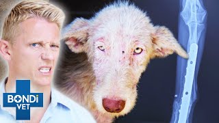 Exotic Dog Rescued From Horrific Destiny 😭 🐶💔 Bondi Vet Clips | Bondi Vet