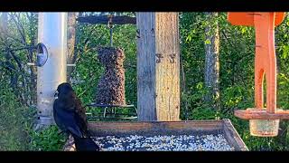 Cat TV for Cats to Watch 😺 Pigeons in love. Party of blackbirds, ducks 🐦 8 Hours(4K HDR)