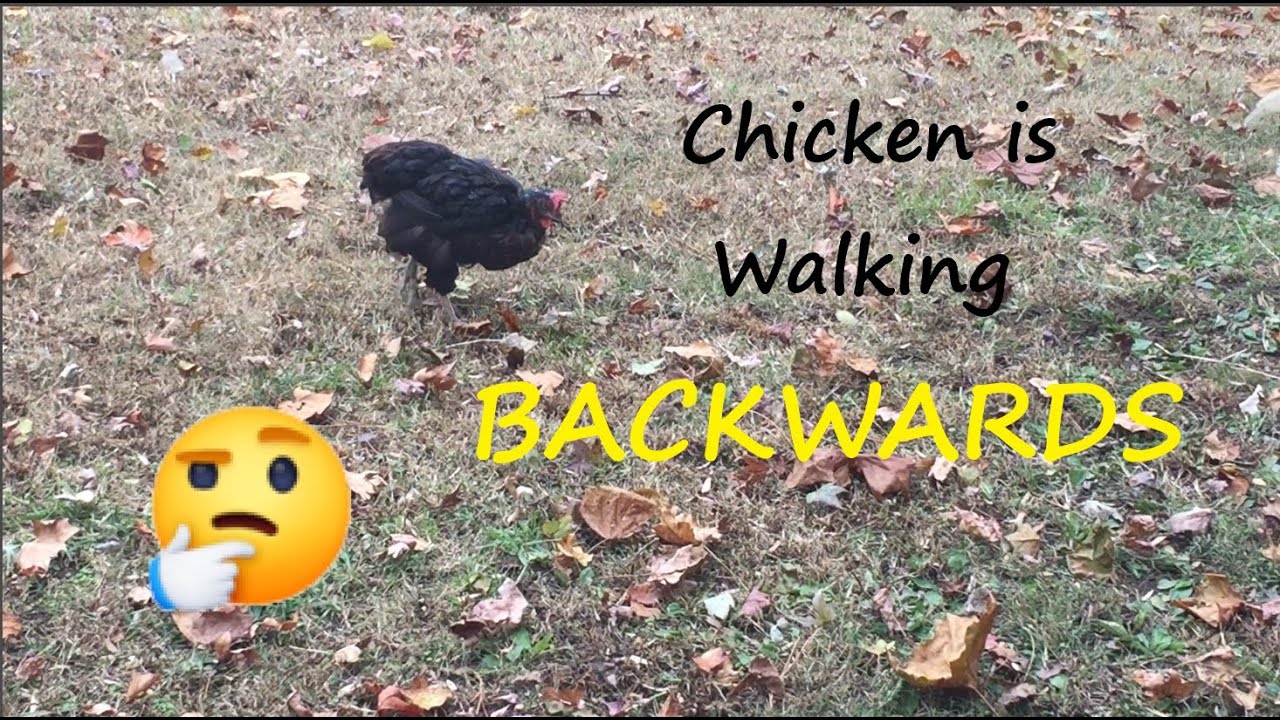 Chicken Walking BACKWARDS! YouTube