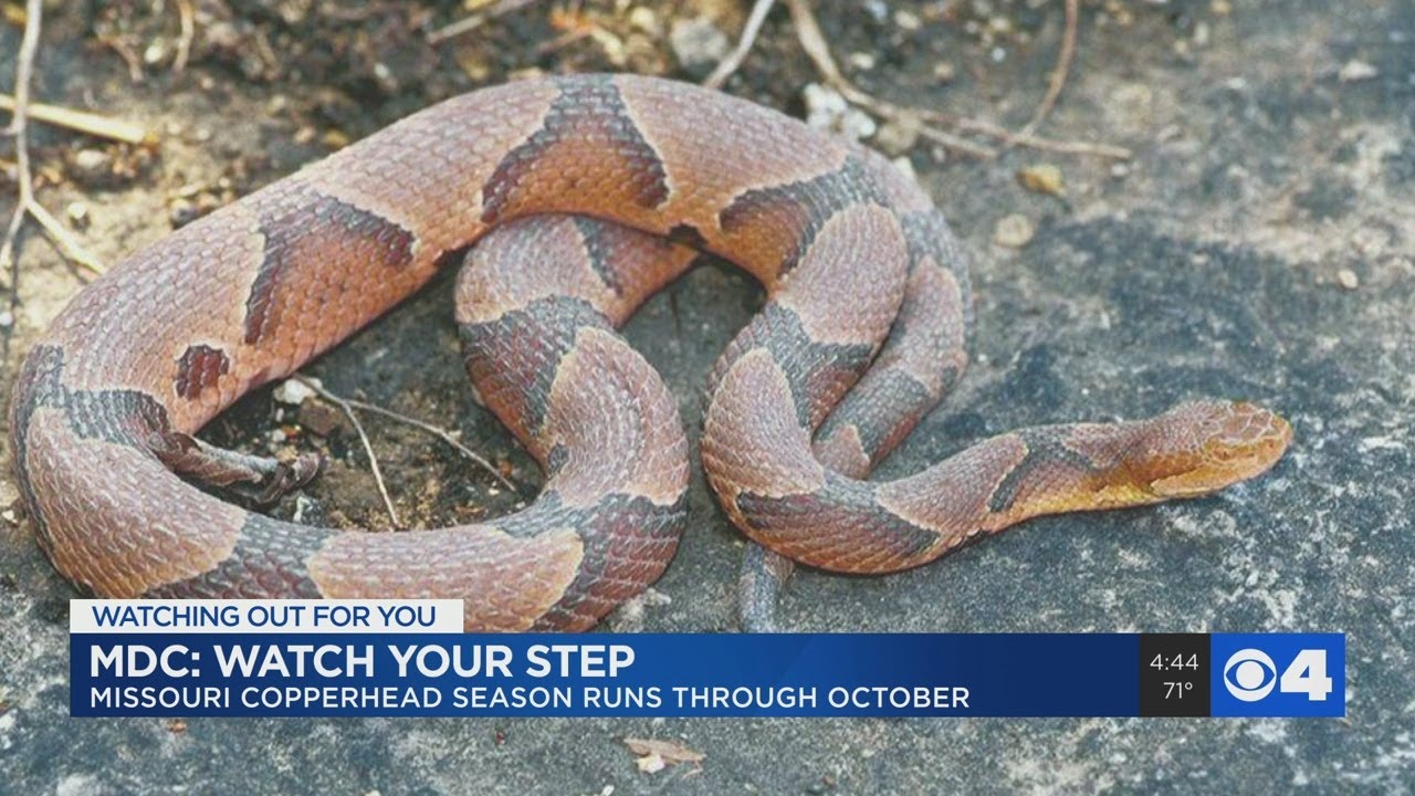 Watch your step, it's copperhead season in Missouri YouTube