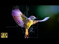 The Beautiful Code of Nature | New AI Art Music Video