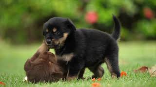 Video Chiens Trop Mignons