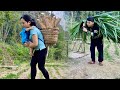 Pao helps huong avoid storms when the seasons change  huong picks bamboo shoots for bon to eat