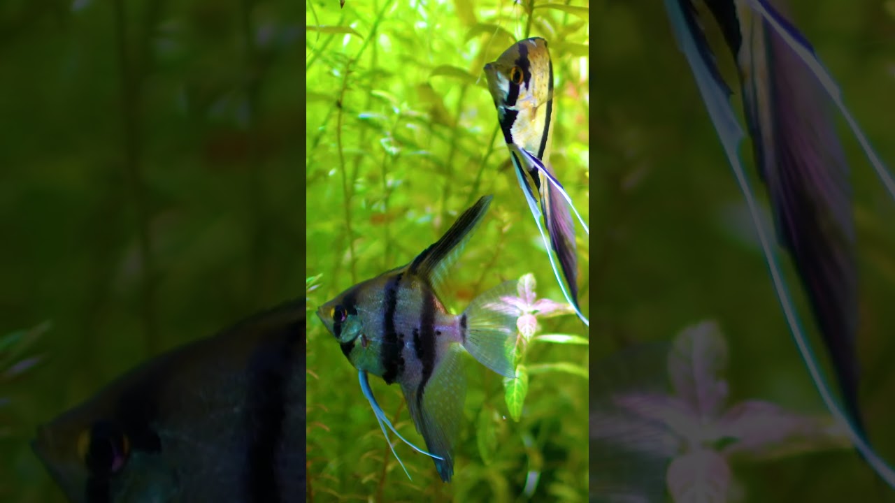 Why Beginner Aquarists LOVE Fish-Only Tanks!