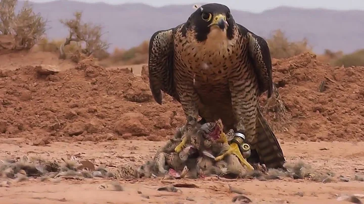 Falconry by Patrick Morel