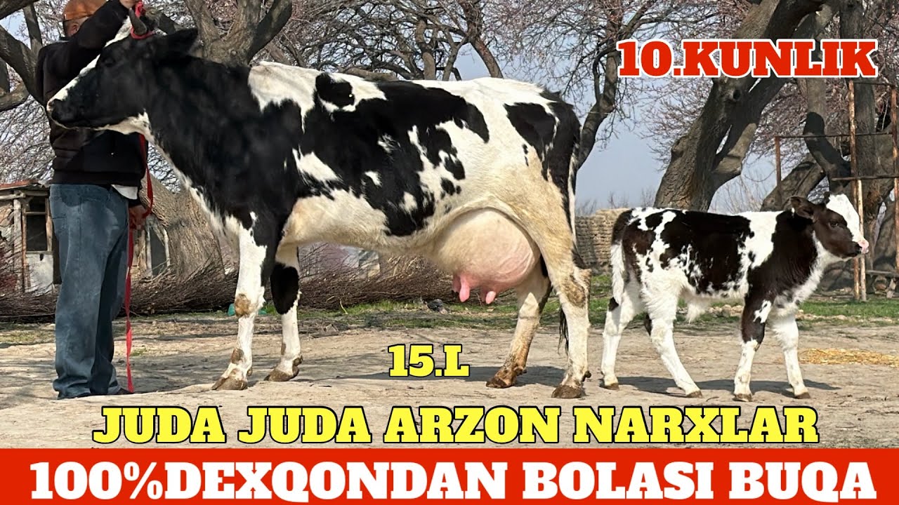 TOZZA DEXQONDAN BOLASI BUQA CHEMPION SIGIR BOʻGʻOZLAR NARXLAR SHOK ULGURIB QOLIN